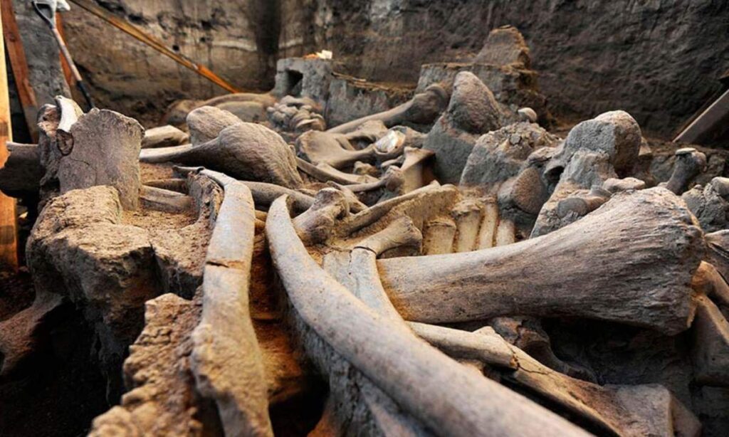 Descoberta de mamutes na Cidade do México, Arqueologia do Pleistoceno, História da caça pré-histórica, Relação entre humanos e mamutes, Armadilhas pré-históricas, Mamutes lanudos, Pesquisas arqueológicas em Tultepec, Estratégias de caça no Pleistoceno, Interpretação de fósseis de mamutes, Extinção dos mamutes, Táticas de caça pré-históricas, Impacto das mudanças climáticas na megafauna, Mamutes pré-históricos da América, Caça e alimentação na pré-história, Evolução da paleontologia, Importância das descobertas arqueológicas, Preservação de fósseis de mamutes, Contribuição do Instituto Nacional de Antropologia e História do México, Desvendando segredos do Pleistoceno, A vida dos caçadores-coletores na América pré-histórica.