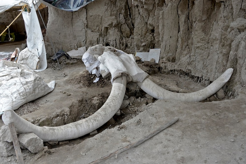 Descoberta de mamutes na Cidade do México, Arqueologia do Pleistoceno, História da caça pré-histórica, Relação entre humanos e mamutes, Armadilhas pré-históricas, Mamutes lanudos, Pesquisas arqueológicas em Tultepec, Estratégias de caça no Pleistoceno, Interpretação de fósseis de mamutes, Extinção dos mamutes, Táticas de caça pré-históricas, Impacto das mudanças climáticas na megafauna, Mamutes pré-históricos da América, Caça e alimentação na pré-história, Evolução da paleontologia, Importância das descobertas arqueológicas, Preservação de fósseis de mamutes, Contribuição do Instituto Nacional de Antropologia e História do México, Desvendando segredos do Pleistoceno, A vida dos caçadores-coletores na América pré-histórica.