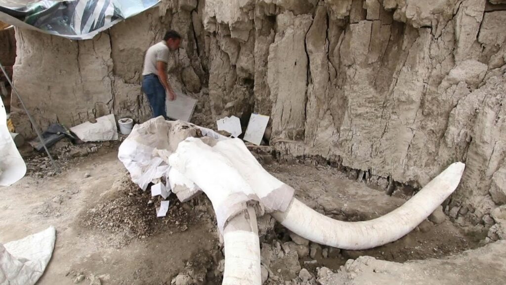 Descoberta de mamutes na Cidade do México, Arqueologia do Pleistoceno, História da caça pré-histórica, Relação entre humanos e mamutes, Armadilhas pré-históricas, Mamutes lanudos, Pesquisas arqueológicas em Tultepec, Estratégias de caça no Pleistoceno, Interpretação de fósseis de mamutes, Extinção dos mamutes, Táticas de caça pré-históricas, Impacto das mudanças climáticas na megafauna, Mamutes pré-históricos da América, Caça e alimentação na pré-história, Evolução da paleontologia, Importância das descobertas arqueológicas, Preservação de fósseis de mamutes, Contribuição do Instituto Nacional de Antropologia e História do México, Desvendando segredos do Pleistoceno, A vida dos caçadores-coletores na América pré-histórica.