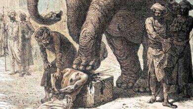 História da execução por elefante na Índia, Métodos de execução por elefante na Ásia, Uso dos elefantes como instrumento de execução, Práticas de execução por elefante em diferentes culturas, Processo de execução com elefantes, Variações na execução por elefante, Tradições antigas de execução por elefante, Papel dos elefantes na história da punição, Impacto da influência britânica na execução por elefante, Treinamento de elefantes para execuções, Execução por elefante: métodos brutais, Origens históricas da execução por elefante, Registros cronológicos de execução por elefante, Cultura e execução por elefante, Dualidade dos elefantes na história, Legado da execução por elefante, Justificativa histórica para execuções com elefantes, Ética e execução por elefante, Mito e realidade na execução por elefante, Execução por elefante: passado sombrio da humanidade