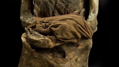 Múmias antigas, Descoberta arqueológica, Projeto Múmia Alemã, Técnicas de mumificação, Segredos da vida revelados, Causas de morte antigas, Evolução da análise científica, História das múmias, 'Mulher com as pernas cruzadas', Métodos de preservação, Restos mortais antigos, Ciência e múmias, Mistérios do passado, Análise de tecidos antigos, História da mumificação, Significado das múmias, Estudo forense de múmias, Tecnologias de análise em arqueologia, Descobertas de museus, Culturas funerárias antigas.