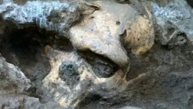 Crânio 5 Dmanisi, Hominídeos antigos, Evolução humana, Homo erectus, Arqueologia na Geórgia, Descoberta arqueológica, Cérebros pequenos, Australopithecus sediba, Origens humanas, David Lordkipanidze, Fósseis antigos, Crânio fóssil, História da humanidade, Pistas evolutivas, Sítio arqueológico Dmanisi, Descobertas em Dmanisi, Homem primitivo, Migrantes humanos, Sítio paleontológico, Variação moderna