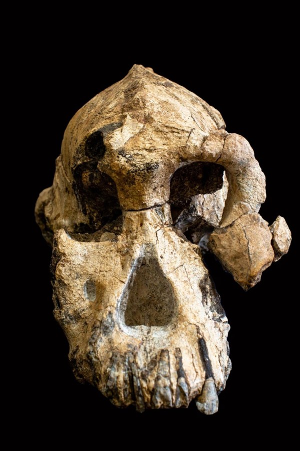 Crânio 5 Dmanisi, Hominídeos antigos, Evolução humana, Homo erectus, Arqueologia na Geórgia, Descoberta arqueológica, Cérebros pequenos, Australopithecus sediba, Origens humanas, David Lordkipanidze, Fósseis antigos, Crânio fóssil, História da humanidade, Pistas evolutivas, Sítio arqueológico Dmanisi, Descobertas em Dmanisi, Homem primitivo, Migrantes humanos, Sítio paleontológico, Variação moderna