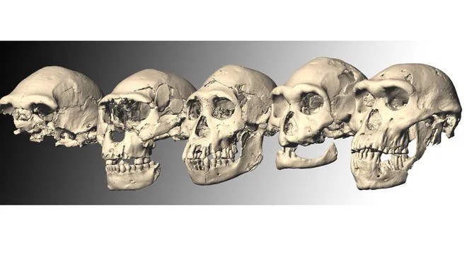 Crânio 5 Dmanisi, Hominídeos antigos, Evolução humana, Homo erectus, Arqueologia na Geórgia, Descoberta arqueológica, Cérebros pequenos, Australopithecus sediba, Origens humanas, David Lordkipanidze, Fósseis antigos, Crânio fóssil, História da humanidade, Pistas evolutivas, Sítio arqueológico Dmanisi, Descobertas em Dmanisi, Homem primitivo, Migrantes humanos, Sítio paleontológico, Variação moderna