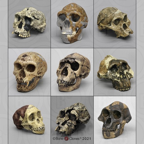 Crânio 5 Dmanisi, Hominídeos antigos, Evolução humana, Homo erectus, Arqueologia na Geórgia, Descoberta arqueológica, Cérebros pequenos, Australopithecus sediba, Origens humanas, David Lordkipanidze, Fósseis antigos, Crânio fóssil, História da humanidade, Pistas evolutivas, Sítio arqueológico Dmanisi, Descobertas em Dmanisi, Homem primitivo, Migrantes humanos, Sítio paleontológico, Variação moderna