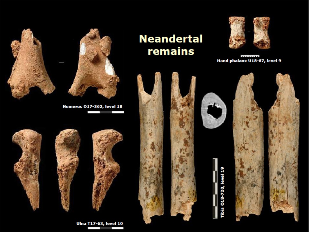 Neandertais, Evolução humana, Fogueiras pré-históricas, Gruta de Oliveira, Habilidades neandertais, Extinção hominídea, Arqueologia paleolítica, Adaptação ambiental, Gestão do fogo, Interseção genética, Hominídeos pré-históricos, Estudo arqueológico, Paleolítico Médio, Descobertas na Gruta, Cultura neandertal, Fósseis humanos, Mitos sobre neandertais, Arte pré-histórica, Interação cultural, História evolutiva