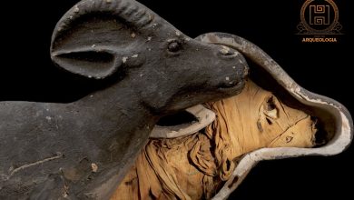 Múmias egípcias, Antigo Egito, Arqueologia, Religião egípcia, Zooarqueologia, Ritual de mumificação, Sociedade egípcia, Deuses egípcios, Múmias de gatos, Rituais funerários, Comércio de múmias, Templos egípcios, Crocodilos sagrados, Festivais religiosos, Peregrinação ao Egito, Tumbas reais, Embalsamamento, Culto aos animais, História egípcia antiga, Símbolos da vida após a morte.