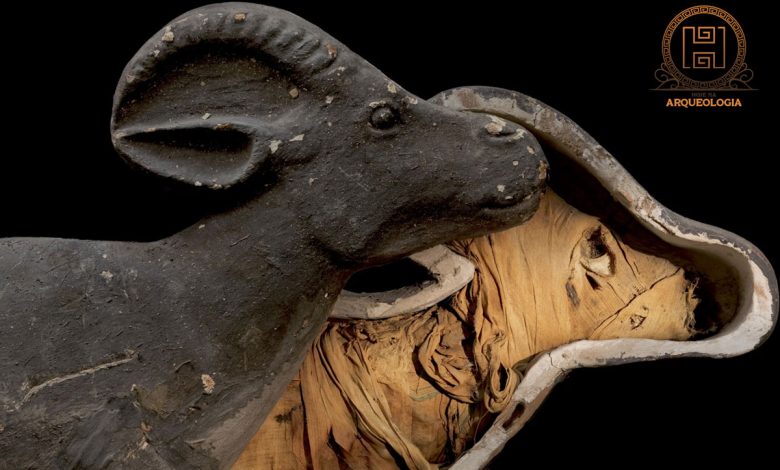 Múmias egípcias, Antigo Egito, Arqueologia, Religião egípcia, Zooarqueologia, Ritual de mumificação, Sociedade egípcia, Deuses egípcios, Múmias de gatos, Rituais funerários, Comércio de múmias, Templos egípcios, Crocodilos sagrados, Festivais religiosos, Peregrinação ao Egito, Tumbas reais, Embalsamamento, Culto aos animais, História egípcia antiga, Símbolos da vida após a morte.