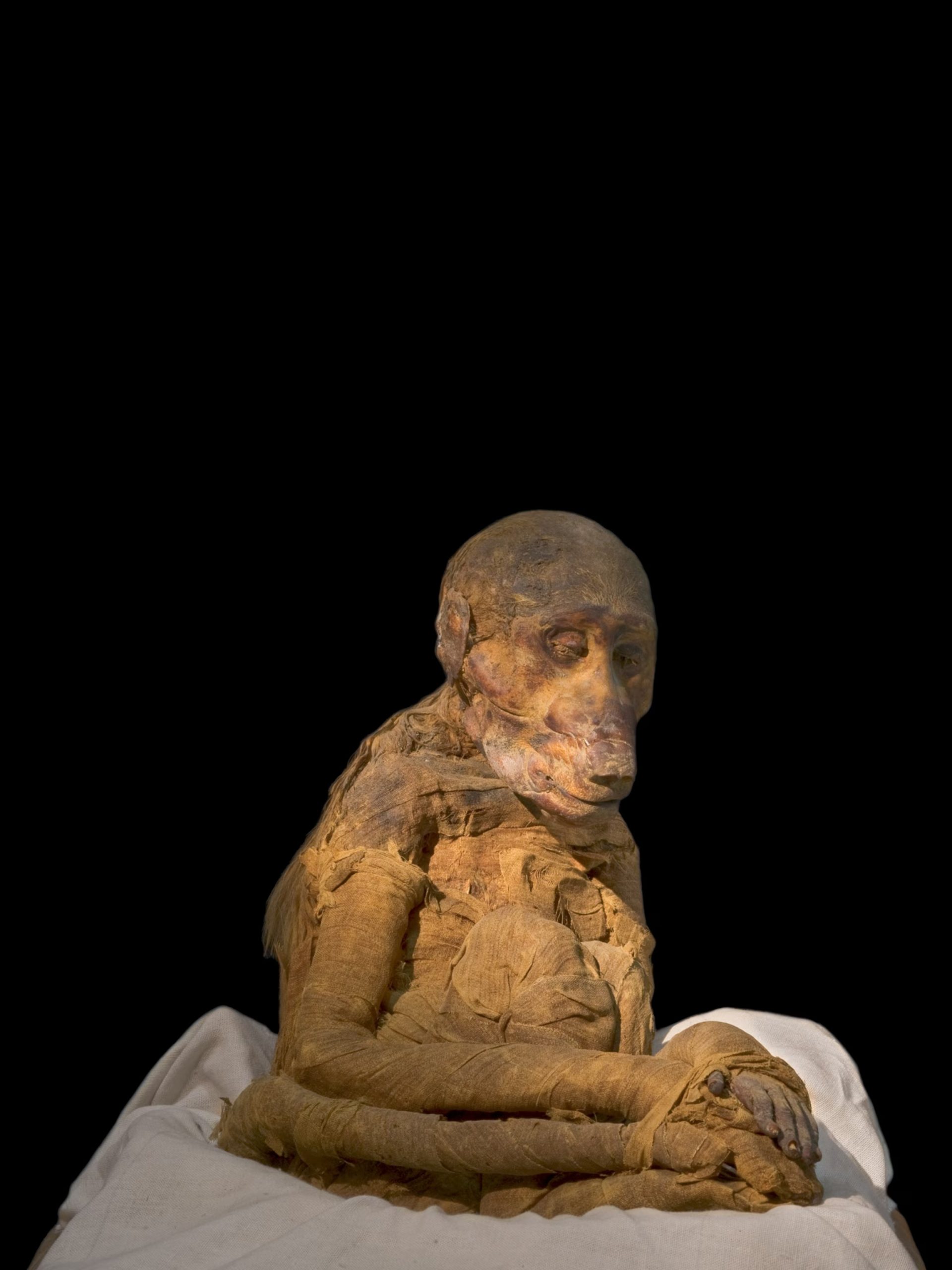 Múmias egípcias, Antigo Egito, Arqueologia, Religião egípcia, Zooarqueologia, Ritual de mumificação, Sociedade egípcia, Deuses egípcios, Múmias de gatos, Rituais funerários, Comércio de múmias, Templos egípcios, Crocodilos sagrados, Festivais religiosos, Peregrinação ao Egito, Tumbas reais, Embalsamamento, Culto aos animais, História egípcia antiga, Símbolos da vida após a morte.