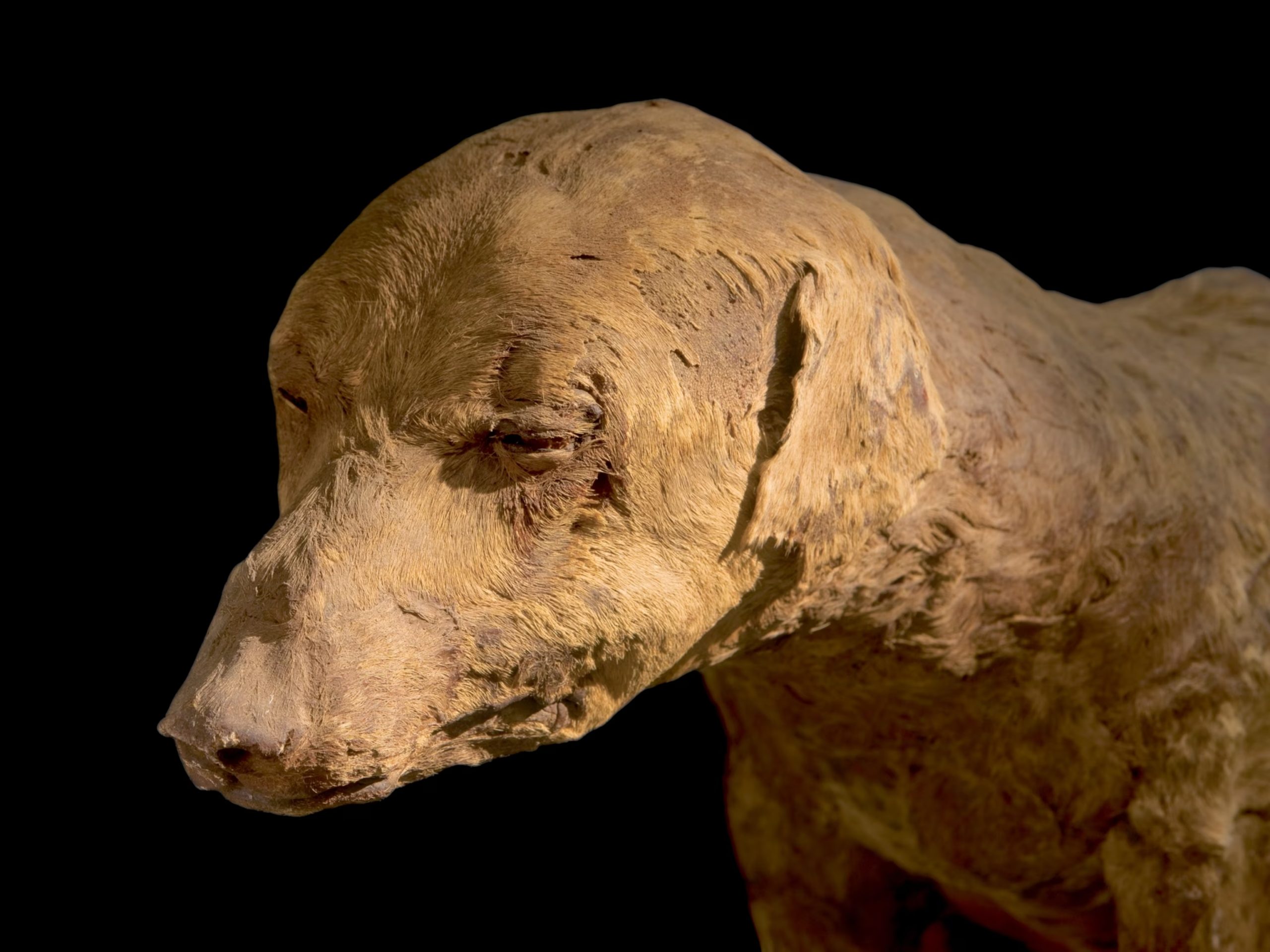 Múmias egípcias, Antigo Egito, Arqueologia, Religião egípcia, Zooarqueologia, Ritual de mumificação, Sociedade egípcia, Deuses egípcios, Múmias de gatos, Rituais funerários, Comércio de múmias, Templos egípcios, Crocodilos sagrados, Festivais religiosos, Peregrinação ao Egito, Tumbas reais, Embalsamamento, Culto aos animais, História egípcia antiga, Símbolos da vida após a morte.