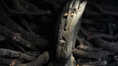Turfa, Mumificação, Idade do Ferro, Descobertas Arqueológicas, Reconstrução Facial, Insights Culturais, Avanços Científicos, Contexto Histórico, Ofertas Ritualísticas, Economia Sacrificial, Violência Ritual, Interpretações Sociais, Comportamento Mortuário, Rituais de Sepultamento, Paisagens Aquáticas, Significado Simbólico, Mudança Climática, Impacto Ambiental, Conflitos Sociais, Transformações Culturais