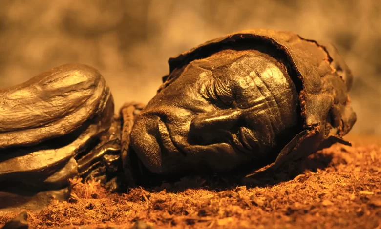 Múmias do Pântano, Origens das Múmias do Pântano, Pesquisas em Corpos Pantanosos, Mistério das Múmias Aquáticas, Viagens das Antigas Múmias, Rituais de Sacrifício na Idade do Ferro, Arqueologia do Norte da Europa, Corpos Bem Preservados em Turfeiras, Análises Químicas em Múmias do Pântano, Vestimentas Antigas e Seus Segredos, Mulher Huldremose e Mulher Haraldskær, Comércio na Idade do Ferro, Crenças Religiosas na Dinamarca Antiga, Turfa como Recurso na Antiguidade, Rede de Comunicação na Idade do Ferro, Roupas Tingidas como Sinal de Status, Portal Sobrenatural em Pântanos, Sacrifícios na Perspectiva Romana, Segredos dos Têxteis Antigos, Estrangeiros nos Pântanos Dinamarqueses, Teoria do Ritual ou Indivíduos Únicos, Desvendando o Enigma dos Pântanos, Arqueologia Forense em Corpos de Pântano, DNA e Movimentos Geográficos, Teorias sobre Pântanos na Antiguidade, Múmias do Pântano como "Forasteiros Geográficos", Análise Isotópica em Corpos Antigos, Padrões de Sacrifício na História, Artefatos e Presentes nos Pântanos, Vida e Morte nas Civilizações Esquecidas.