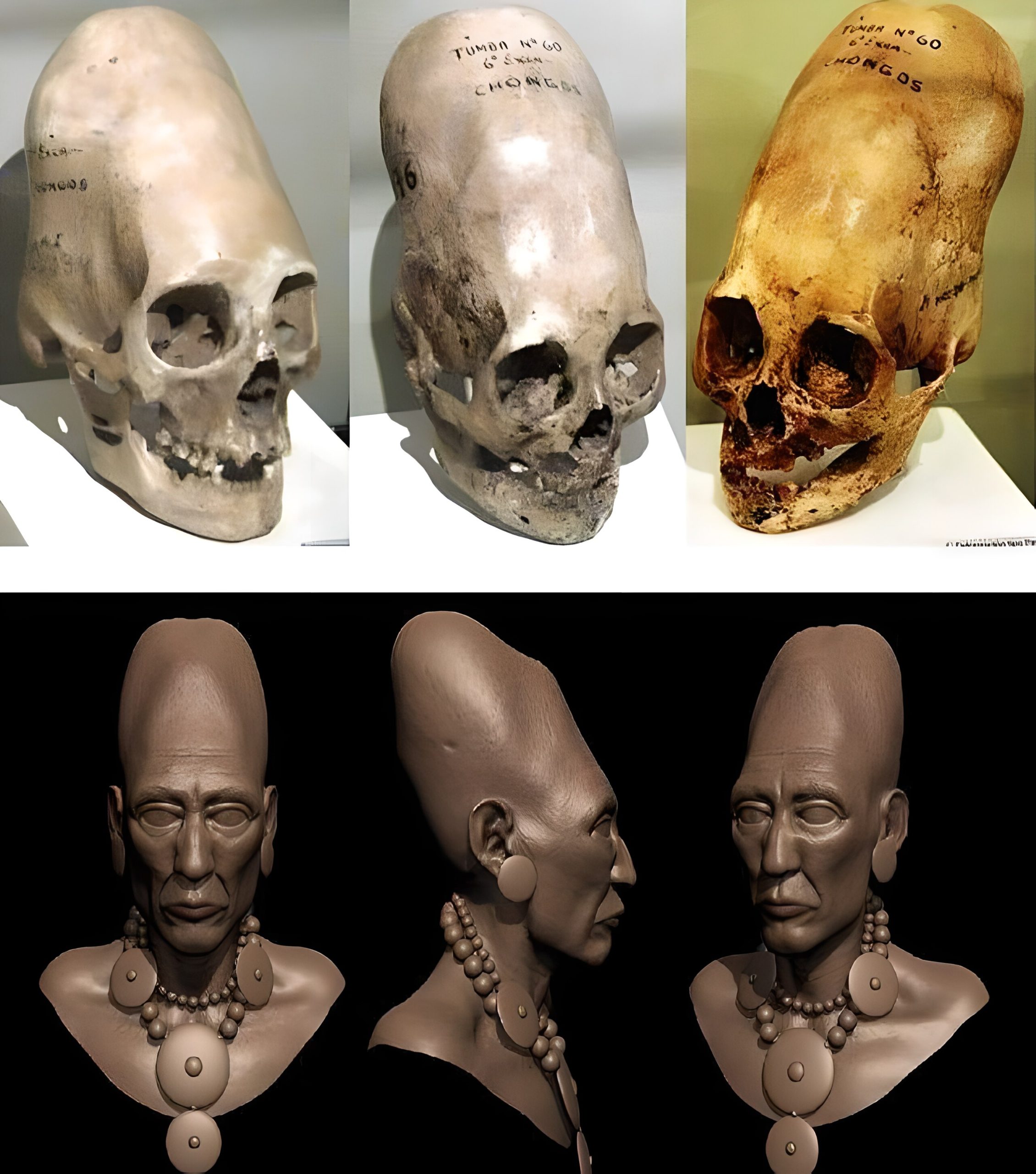 Crânios alongados de Paracas, Evidências de uma espécie humana perdida, Arqueologia peruana, Prática de deformação craniana, Origens genéticas dos Paracas, DNA antigo de crânios, Cultura pré-incaica, Antropologia forense, Mistérios da história humana, Povo Paracas, Pesquisas arqueológicas em Paracas, Legado dos povos antigos do Peru, Análise de DNA em crânios, Significado cultural dos crânios alongados, Práticas funerárias pré-colombianas, Interpretações arqueológicas controversas, Influência das antigas civilizações na América do Sul, Contexto histórico de Paracas, Ligações entre Paracas e outras culturas antigas, Crânios alongados e suas implicações na história mundial
