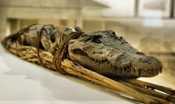 Múmias egípcias, Antigo Egito, Arqueologia, Religião egípcia, Zooarqueologia, Ritual de mumificação, Sociedade egípcia, Deuses egípcios, Múmias de gatos, Rituais funerários, Comércio de múmias, Templos egípcios, Crocodilos sagrados, Festivais religiosos, Peregrinação ao Egito, Tumbas reais, Embalsamamento, Culto aos animais, História egípcia antiga, Símbolos da vida após a morte.