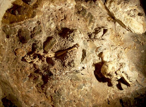 Hominídeo, Descoberta Arqueológica, Evolução Humana, Australopithecus prometheus, Esqueleto completo, Cavernas Sterkfontein, Paleontologia, Ronald Clarke, Robin Crompton, Lesão no braço, Fósseis, Paleontólogo, Biologia Evolutiva, Little Foot, Marcha ereta, Arqueólogo, Universidade de Witwatersrand, Espécie humana, Evolução da marcha, Descoberta científica, Antropologia Física, Controvérsia científica, Registros fósseis.
