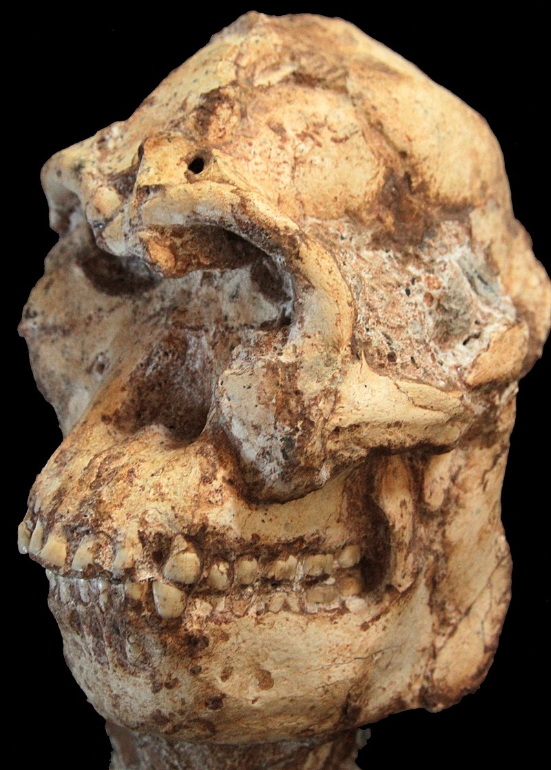 Hominídeo, Descoberta Arqueológica, Evolução Humana, Australopithecus prometheus, Esqueleto completo, Cavernas Sterkfontein, Paleontologia, Ronald Clarke, Robin Crompton, Lesão no braço, Fósseis, Paleontólogo, Biologia Evolutiva, Little Foot, Marcha ereta, Arqueólogo, Universidade de Witwatersrand, Espécie humana, Evolução da marcha, Descoberta científica, Antropologia Física, Controvérsia científica, Registros fósseis.