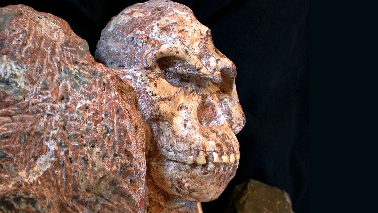 Hominídeo, Descoberta Arqueológica, Evolução Humana, Australopithecus prometheus, Esqueleto completo, Cavernas Sterkfontein, Paleontologia, Ronald Clarke, Robin Crompton, Lesão no braço, Fósseis, Paleontólogo, Biologia Evolutiva, Little Foot, Marcha ereta, Arqueólogo, Universidade de Witwatersrand, Espécie humana, Evolução da marcha, Descoberta científica, Antropologia Física, Controvérsia científica, Registros fósseis.