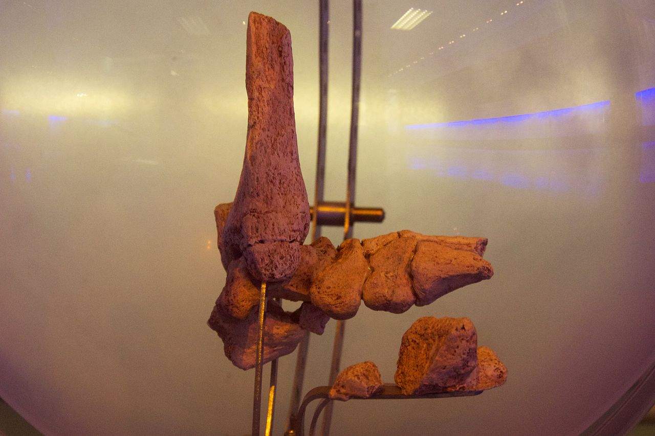 Hominídeo, Descoberta Arqueológica, Evolução Humana, Australopithecus prometheus, Esqueleto completo, Cavernas Sterkfontein, Paleontologia, Ronald Clarke, Robin Crompton, Lesão no braço, Fósseis, Paleontólogo, Biologia Evolutiva, Little Foot, Marcha ereta, Arqueólogo, Universidade de Witwatersrand, Espécie humana, Evolução da marcha, Descoberta científica, Antropologia Física, Controvérsia científica, Registros fósseis.