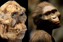 Hominídeo, Descoberta Arqueológica, Evolução Humana, Australopithecus prometheus, Esqueleto completo, Cavernas Sterkfontein, Paleontologia, Ronald Clarke, Robin Crompton, Lesão no braço, Fósseis, Paleontólogo, Biologia Evolutiva, Little Foot, Marcha ereta, Arqueólogo, Universidade de Witwatersrand, Espécie humana, Evolução da marcha, Descoberta científica, Antropologia Física, Controvérsia científica, Registros fósseis.