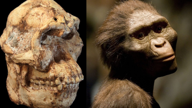Hominídeo, Descoberta Arqueológica, Evolução Humana, Australopithecus prometheus, Esqueleto completo, Cavernas Sterkfontein, Paleontologia, Ronald Clarke, Robin Crompton, Lesão no braço, Fósseis, Paleontólogo, Biologia Evolutiva, Little Foot, Marcha ereta, Arqueólogo, Universidade de Witwatersrand, Espécie humana, Evolução da marcha, Descoberta científica, Antropologia Física, Controvérsia científica, Registros fósseis.