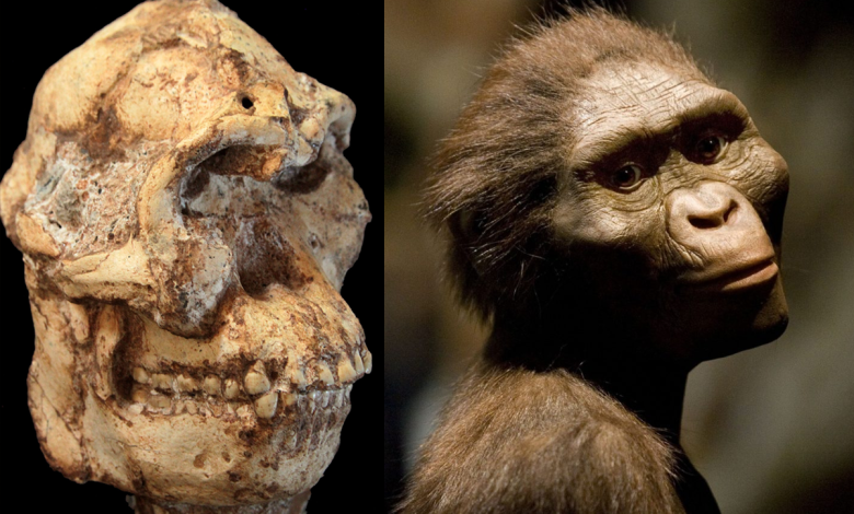 Hominídeo, Descoberta Arqueológica, Evolução Humana, Australopithecus prometheus, Esqueleto completo, Cavernas Sterkfontein, Paleontologia, Ronald Clarke, Robin Crompton, Lesão no braço, Fósseis, Paleontólogo, Biologia Evolutiva, Little Foot, Marcha ereta, Arqueólogo, Universidade de Witwatersrand, Espécie humana, Evolução da marcha, Descoberta científica, Antropologia Física, Controvérsia científica, Registros fósseis.
