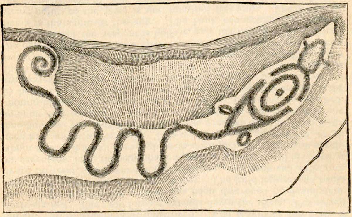 Efígie de Serpente Antiga, Culturas Nativas Americanas, Monte Arqueológico do Ohio, Efígies Arqueológicas, Cultura Nativa do Vale do Médio Ohio, Significado Cultural de Efígies, Esculturas de Serpente, Arqueologia do Sudoeste de Ohio, Mistérios Arqueológicos, Arte Rupestre Nativa Americana, Monte da Grande Serpente, Significado Espiritual de Efígies, Povos Antigos do Ohio, Cultura Mississippiana, Arquitetura Nativa Americana, Mitologia de Serpentes, Arqueoastronomia, Arte Pré-Colombiana, Efígies de Animais, História da Arte Nativa Americana, Monte Geoglífico, Arqueologia de Estruturas Monumentais, Sítios Arqueológicos do Ohio